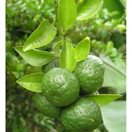 Biji Jeruk Limo / Limau - Bibit Tanaman Pohon Jeruk Limo Limau - Jeruk