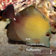 Ikan Hias Laut Scopas Tang