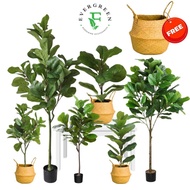 【SG Evergreen.】Artificial Fiddle Fig Tree Large Small Artificial Plant with Pot Potted Plants Fake A