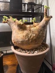 安哥拉葡萄甕（🤙🏻形）