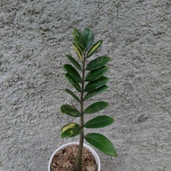 Tanaman Hias Zamia Culcas Varigata/Zamia Dollar Varigata