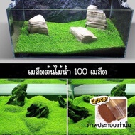 เมล็ดต้นไม้น้ำ แบบใบเล็ก จำนวน 100 เมล็ด