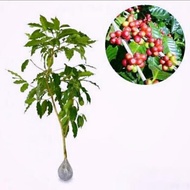 Bibit tanaman Kopi Arabika Arabica Super Unggul tanaman bisa dalam pot tanaman berbunga tanaman hidu