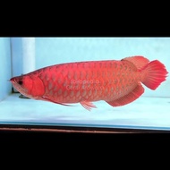 arwana super red sumo merah