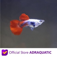 IKAN HIAS GUPPY PRTDE PLATINUM RED TAIL DUMBO EAR AIR TAWAR