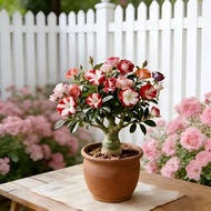 Desert Rose Live Plant | Easy Care Bonsai for Home & Balcony