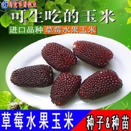 臺灣農友進口草莓甜玉米種子 種籽 觀賞食用迷你袖珍水果生吃玉米種籽hn
