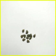 ♞,♘【COD】10pcs Rare Calathea Seeds Air Freshening Plants Seeds #SW36