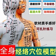 Middle Human Body Model Model Human Body Full Body Moxibustion Press Twelve Meridian Model Small Cop