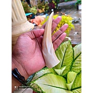 Jual PIPA ONCE TARING DUYUNG ORIGINAL Diskon