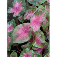 Caladium Pink Hearts - Beginner house plant