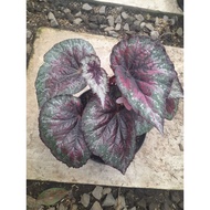 Sindo - Begonia Rex Live Plant 38TQOYI56O