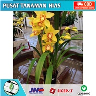 Anggrek cymbidium ( yellow moon star ) Tanaman Hias Bunga Anggrek Tanah Hidup Murah -tanaman hias hidup-bunga hias hidup-tanaman hidup-bunga hidup-bunga anggrek hidup-bunga gantung hidup-tanaman hias asli