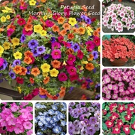 [$9.9 Free Shipping]Mix Morning Glory Flower Seed / Petunia Flower Seeds (1000 Seeds) Hanging Petuni