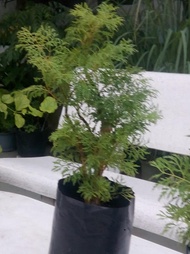 Cây đinh lăng - loại lá nhuyễn