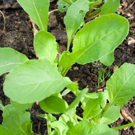 Arugula Seeds - Arugula Rockets Seeds - Herb Seeds - Vegetable Seeds - Salad Seeds