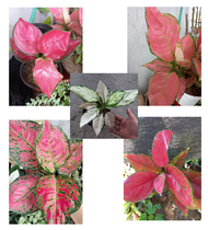 RARE AGLAONEMA FUJI RED GEELY RED RUYI OR RED BANGKOK CHANDANG AND PINK DALMATIAN AGLAONEMA SUPER WHITE PLANT LIVE PLANTS