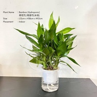🌱Hydroponic🌱TKL - Indoor Plant 🌱水培系列🌱室内植物盆栽