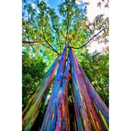 Garden decoration BAGRAS TREE SEEDLINGS Eucalyptus deglupta HOME DECORATION