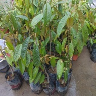 Pokok Durian Musang King (D197) / Raja Kunyit.