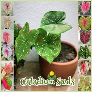 100% Original Assorted Caladium Seeds for Sale (100pcs - Mixed Color) Legit Caladium Seeds From Thai