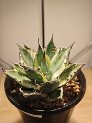 暴芽 龍舌蘭 植物 嚴龍 Agave Plant 塊根 多肉