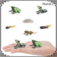 [Hatel] Life Cycle of Frog Toys Teaching Aids Realistic Animal Growth Cycle Figures