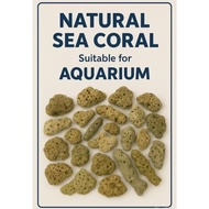 Natural Sea Coral for Aquarium Batu Karang Ikan Peliharaan