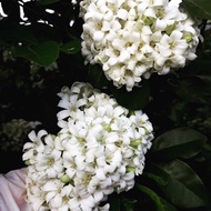 Anak Pokok Kemuning Sanggul ( Harum & Wangi)