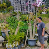 pohon bonsai bougenville besar