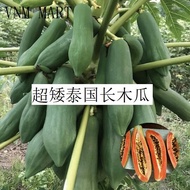 ♖Buy 10 Free 1  PHUKET 537  Thailand Low Height Long Papaya Seeds 超矮泰国长木瓜种子盆栽木瓜 Biji Benih Betik Rendah Species☂