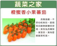 台灣橙蜜香小蕃茄種子【秋冬類】