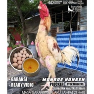 ayam bangkok plucker brakot telur tetas monroe hansen