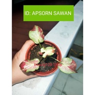 KELADI APSORN SAWAN THAILAND CALADIUM