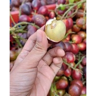 BUAH MATOA / LONGAN BRAZIL  / BUAH KRISTAL FRESH BARU PETIK DARI POKOK