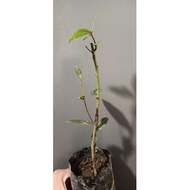 ◑♧Laurel Bayleaf more leaves plus Free Seeds