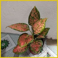 ∈ ✧ ◑ Pink Valentine Aglaonema