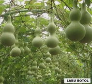 5 BUTIR BIJI/BENIH LABU BOTOL BIRDHOUSE/labu kendi
