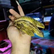 bunglon taman calotes versicolor