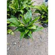 PEACE LILY PEACE LILY