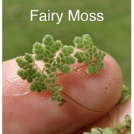 “ [RARE] “ Azolla Caroliniana Azolla Pin ata Fairy Moss Fern Live Aquatic Plants for Betta tank not 