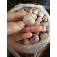 Bawang putih tunggal bawang lanang