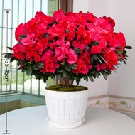 Colorful Azalea Potted Plant with Bud Large Daphne Odora Sapling Old Pile Easy to Keep Flower Plant 