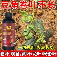 Beans rolled leaves, yellow leaves, flower leaves, weak seed Beans rolled Leaves yellow Leaves flowe