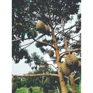 Musang King Pokok Kawin.D197(Anak Pokok)