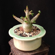 正版 羊角沙漠玫瑰   肥肚子 小捲葉 caudex 種定 盆栽 可愛 塊根植物 連花盆 plant  多肉植物  禮物 gift DHA desert rose 可曬 夏種型【實拍如圖。只此一盆】👑
