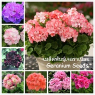 เมล็ดพันธุ์ เจอราเนียม บอนสี เมล็ดพันธุ์แท้ 100 เมล็ด Geranium Seeds flower seeds (เมล็ดบอนสี บอนสีห