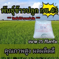 เมล็ดพันธุ์ข้าวปลูก กข43 ข้าวปลูก กข43 พันธุ์ข้าว กข.43 เมล็ดพันธุ์พันธุ์ข้าว จำนวน 25 กิโลกรัม