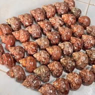 Red Conch Pattern size L - XL shell mouth (2.5cm ~ 3.3cm) used to replace shells for screws