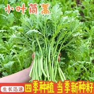 Artemisia Seeds Daquan Farmland Artemisia Seeds Artemisia Seeds Four Seasons Emperor Vegetables Gree